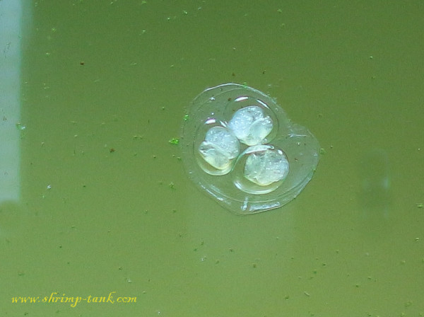 Miniature ramshorn snails eggs