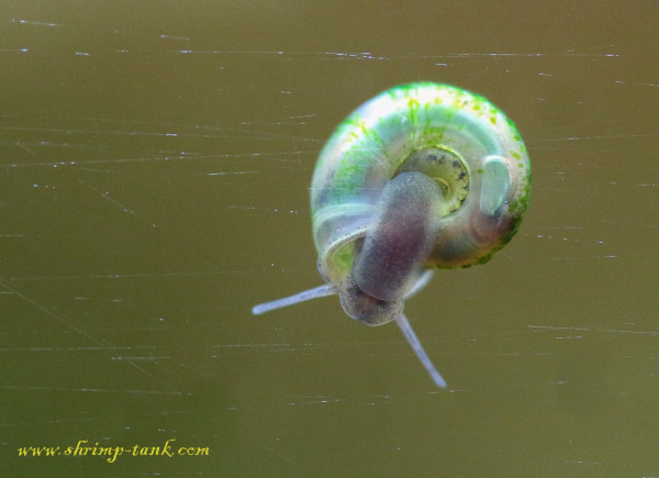 Mini ramshorn snails