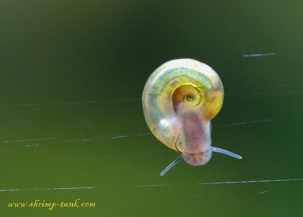 Mini ramshorn snails