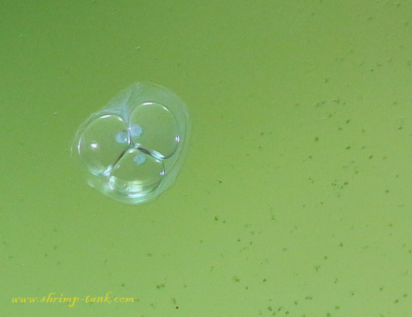 Very small mini ramshorn snail embryos