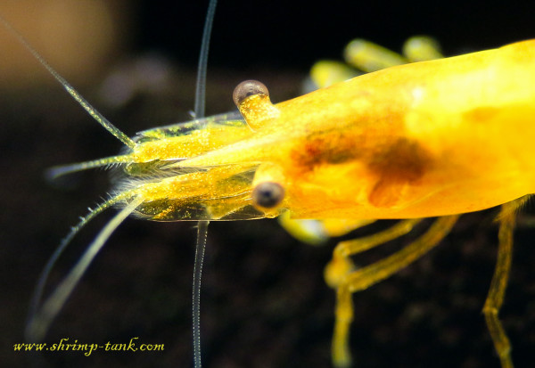 Orange sakura davidi shrimp. Head shot close up