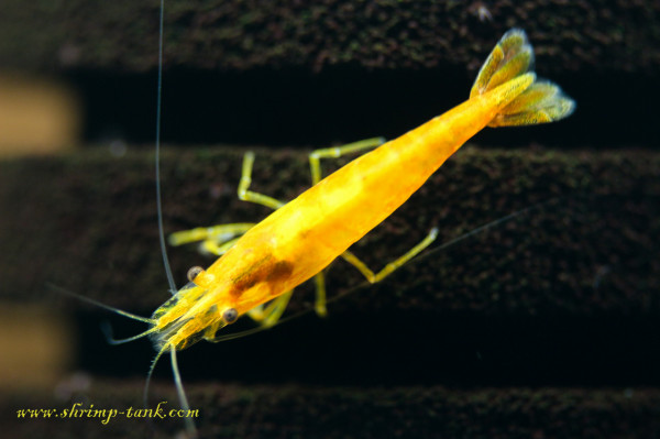 Orange sakura neocaridina shrimp