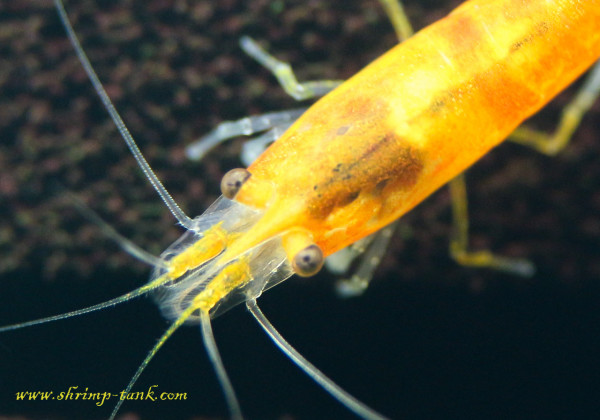 Orange sakura neocaridina shrimp. One more head close up
