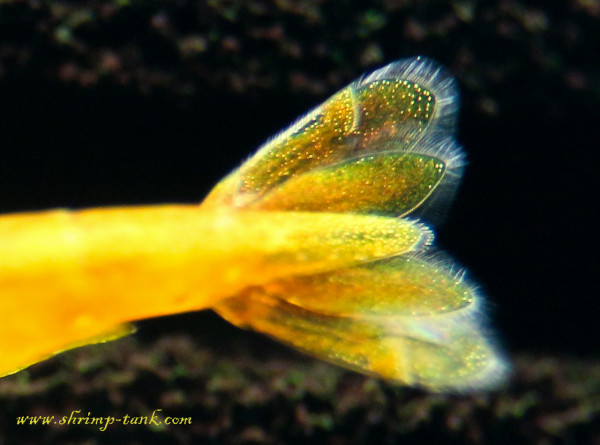 Orange sakura freshwater shrimp. Tail close-up