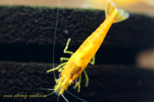 Orange sakura freshwater shrimp on a folder sponge