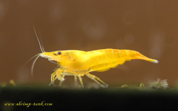 Young orange sakura neocaridina shrimp