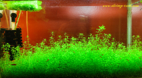 Pearl grass plants in 10g painted fire red shrimps tank