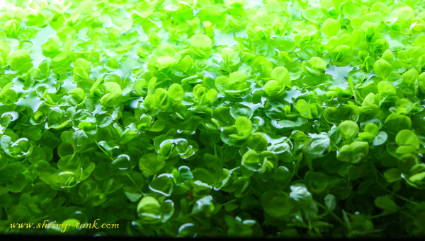 Micranthemum umbrosum aquarium plant in a shrimp tank