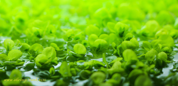 Baby tears plants in a shrimp tank