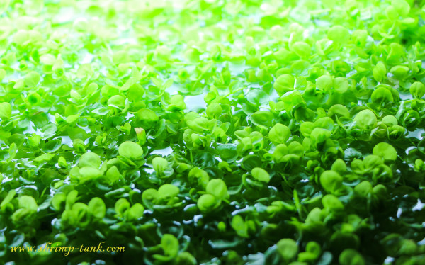 Micranthemum umbrosum aquarium plant in a shrimp tank