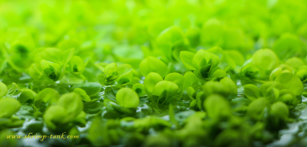 Micranthemum umbrosum aquarium plant close up