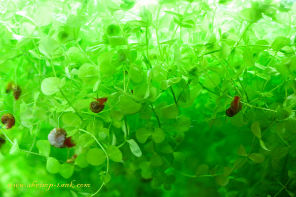 Micranthemum umbrosum aquarium plant inside water