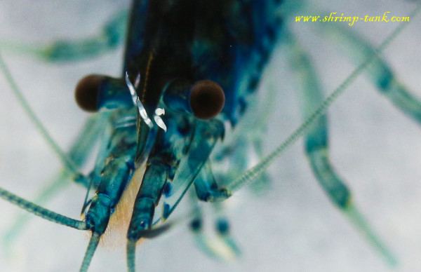 White worms on a shrimp head