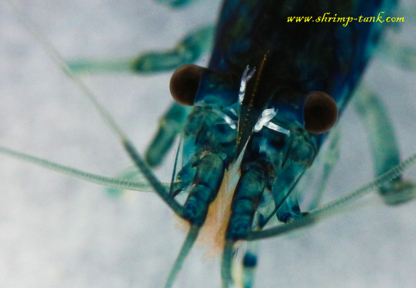 Scutariella japonica worms on a shrimp head