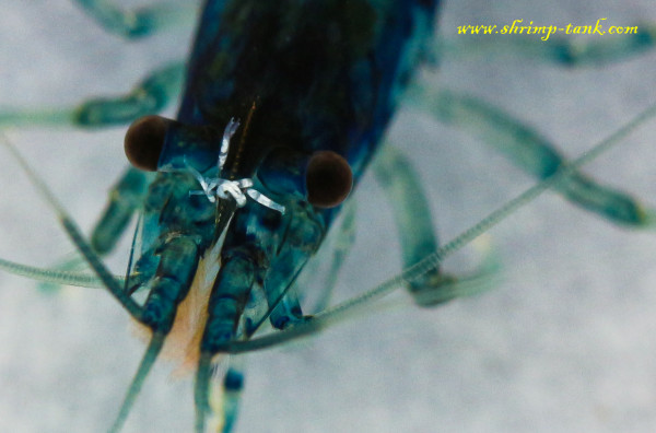 Worm parasites on a neocaridina shrimp head