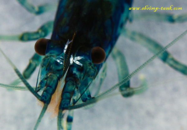 Scutariella japonica worms on a neocaridina davidi var. 'blue dream' shrimp