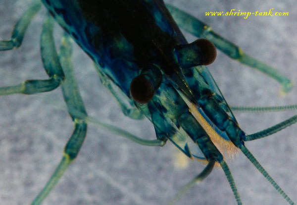 Blue dream shrimps is cured from the parasites