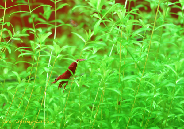 Painted fire red shrimps are walking on plants