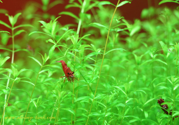 Young painted fire red shrimpYoung painted fire red shrimp