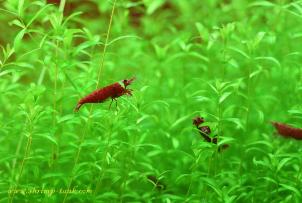 Red shrimps hide in plants