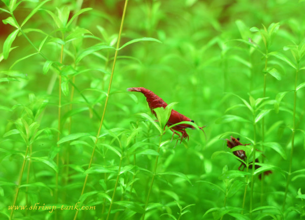 Painted fire red shrimp in pearl grass plantsPainted fire red shrimp in pearl grass plants