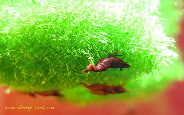 Painted fire red shrimp on a riccia floating island