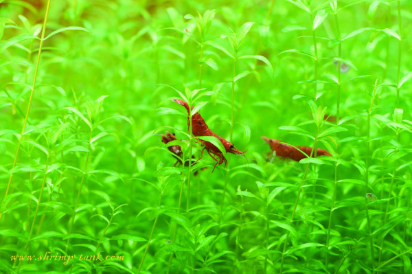 Painted fire red shrimps feel better in a groups