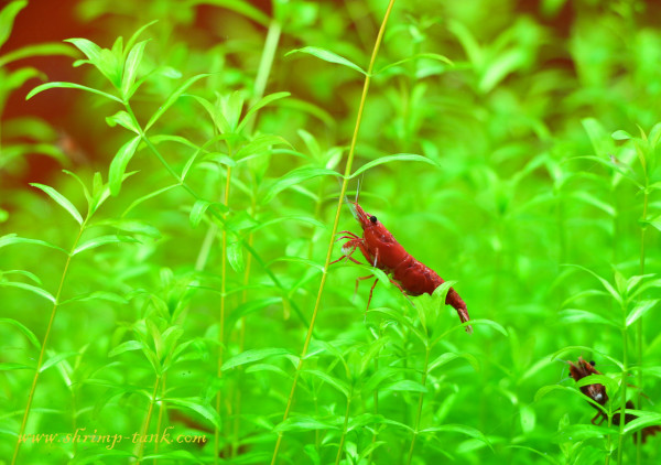 Painted fire red shrimp