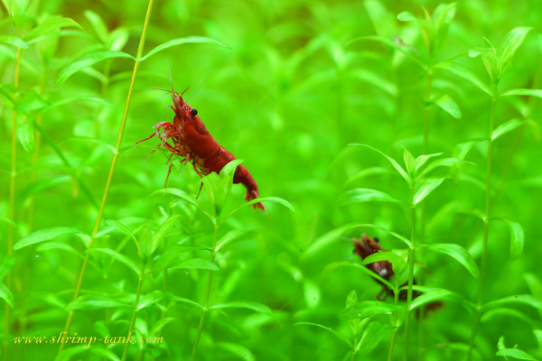 Painted fire red shrimps feels great there