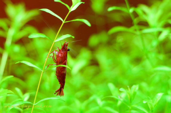 Painted fire red shrimps hangs on the plant