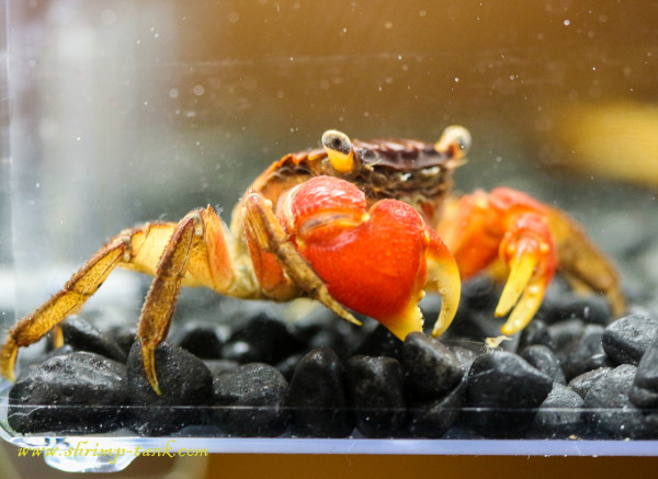 Red claw crab in shrimp tank