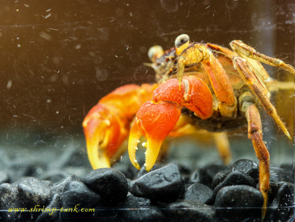 Red claw crab in shrimp tank