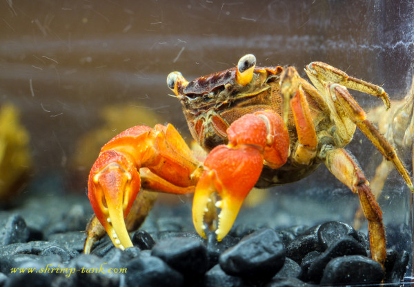 Red claw crab in shrimp tank