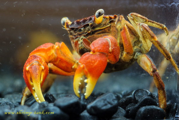 Red claw crab in shrimp tank
