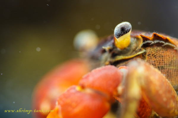 Crab eye in the focus 