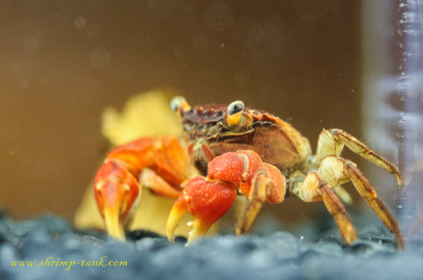 Red claw crab in shrimp tank