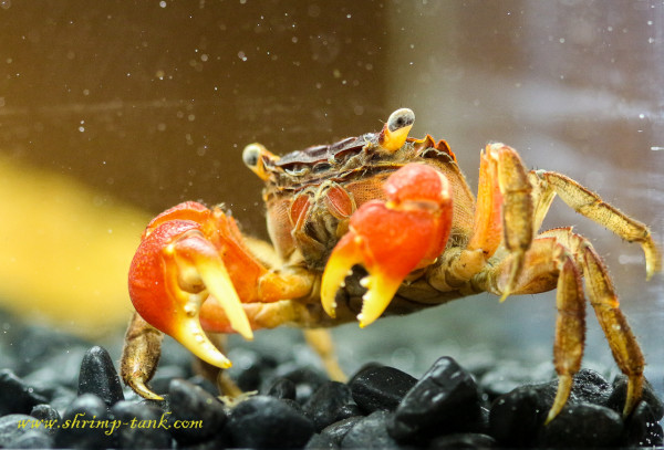 Red claw crab in shrimp tank