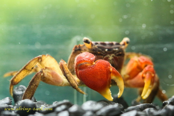 Red claw crab in shrimp tank