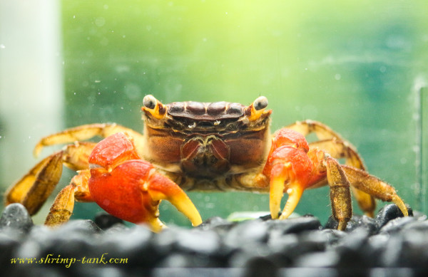 Red claw crab in shrimp tank