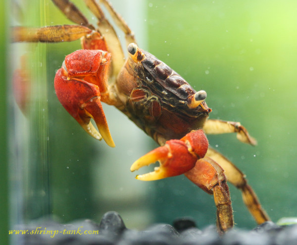 Red claw crab in shrimp tank