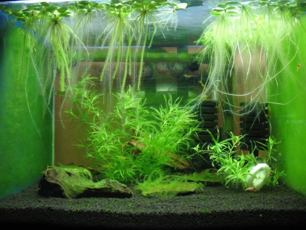 Full view of green algae shrimp tank