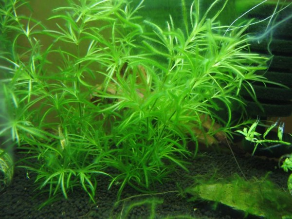 Guppy grass plant covered with soft green algea