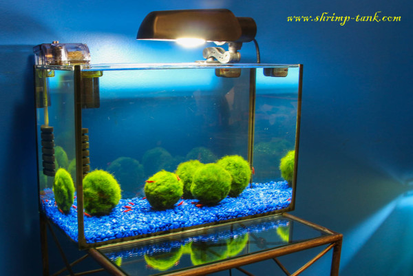 Shrimp tank with just marimo moss balls