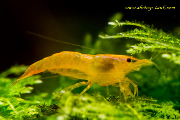 Orange Sakura shrimps