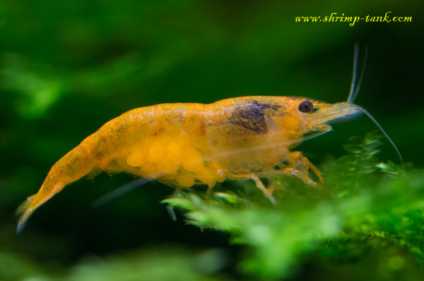 Orange neocaridina shrimps