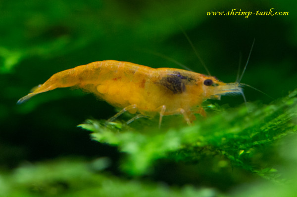 Orange Sakura shrimps