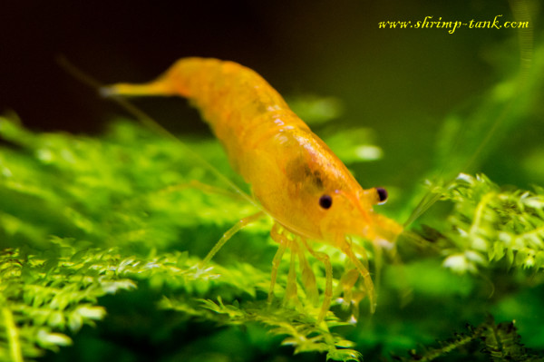 Orange neocaridina shrimps