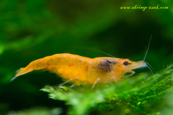 Neocaridina davidi var orange shrimp