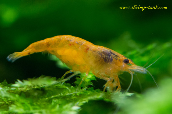 Orange Sakura shrimp