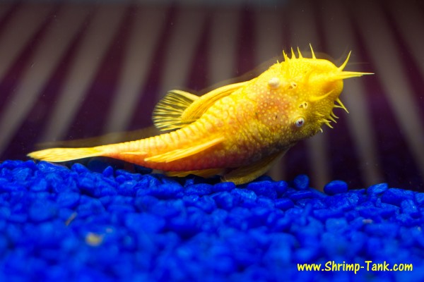 Bushynose albino pleco